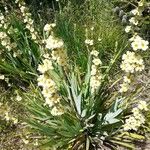 Sisyrinchium striatumFlower