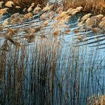 Phragmites australis Hábito