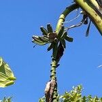 Musa acuminata collaFrucht