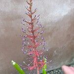 Aechmea weilbachii 花