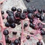 Aralia elata Fruit