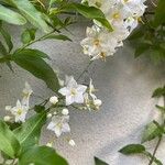Solanum bonariense Květ