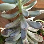 Pachyphytum bracteosum পাতা