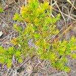 Vaccinium myrsinites Leaf
