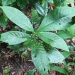 Psychotria schweinfurthii Blatt