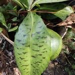 Kalanchoe gastonis-bonnieri List