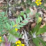 Vicia pannonica Deilen