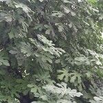 Ficus carica 整株植物