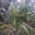 Cordyline mauritiana Φύλλο