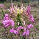 Cleome spinosa Λουλούδι