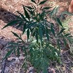 Bidens subalternans Leaf