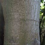 Ceiba pentandra 樹皮