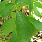 Tabebuia roseoalba Blatt