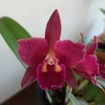 Cattleya brevipedunculata Çiçek