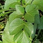 Angelica lucida Fuelha