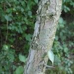 Crataegus crus-galli Bark