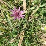 Geropogon hybridus Flower