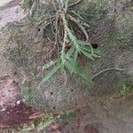 Dichaea panamensis Hoja