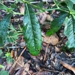 Cirsium altissimum Лист