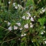 Euphrasia officinalis Λουλούδι