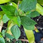 Acalypha alopecuroidea Blatt