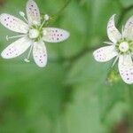Saxifraga rotundifolia Flower