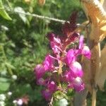 Linaria maroccanaFlower