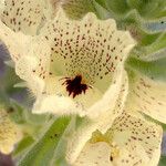 Mohavea confertiflora Flor
