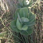 Asclepias latifolia ᱛᱟᱦᱮᱸ