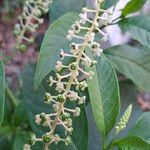 Phytolacca americana Кветка