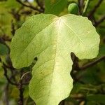 Ficus carica Leht