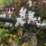 Actaea racemosa Fiore