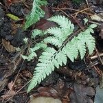 Athyrium niponicum Blad