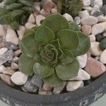 Aeonium castello-paivae Folha