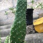 Opuntia maximaFolla