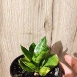 Sansevieria trifasciata Leaf