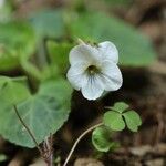 Viola keiskei Blomst