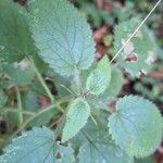 Stachys sylvaticaLeaf