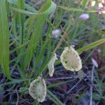 Thysanocarpus curvipes عادت