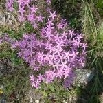 Centaurium erythraeaBlüte