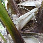 Livistona australis Likasa