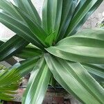 Pandanus dubius Folio