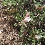 Astragalus clusianus 花