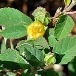 Sida rhombifolia Blomma