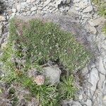 Astragalus balearicus Habit