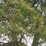 Sclerocarya birrea Лист