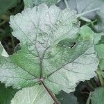 Heracleum sphondylium Leaf