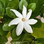 Gardenia taitensis Flor