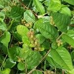 Indigofera nummulariifolia Leaf