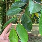 Chrysophyllum cainito Hoja